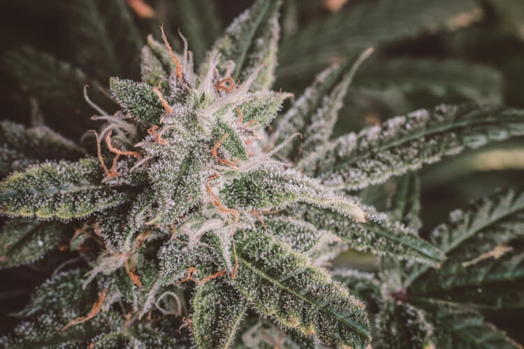 420 Music Sessions — What Ottawa Consumers Are Planning | Uper Weed