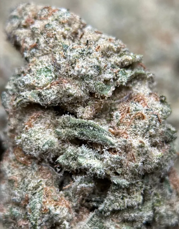 Astro Biscotti photo 2