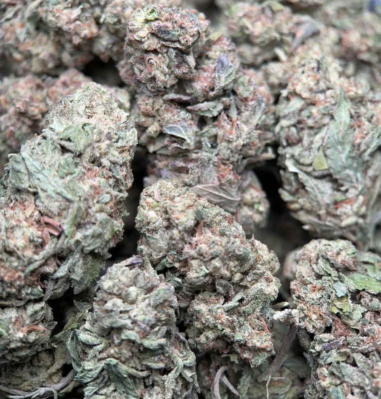 BC Pink Kush photo 4