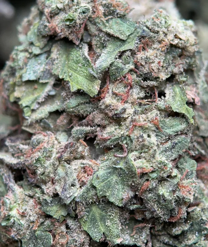 BC Pink Kush photo 5