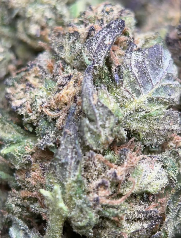 Blue Cookies photo 6